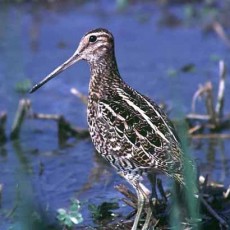 Il Croccolone, simbolo della riserva di Campotosto