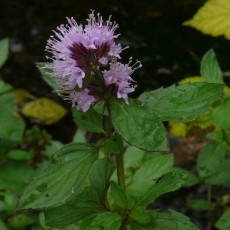 Un esemplare di Mentha Acquatica