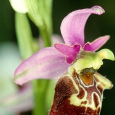 Un'orchidea selvaggia tipica della riserva del Rio Verde