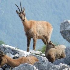 Animali in libertà nella riserva della Camosciara