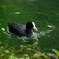 La folaga, simbolo della riserva