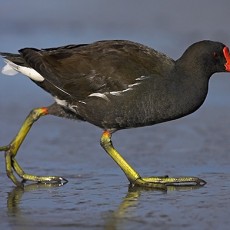 Un esemplare di Gallinella d'Acqua