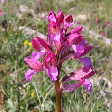 Un'orchidea selvatica